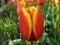 Yellow-red Tulip on the side, macro