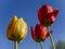 Yellow and red tulips against a blue sunny sky. Gardening on a personal area of a country house