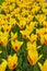Yellow and red tulips called stressa in Holland