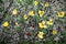 Yellow and red tulips and cherry petals on the ground