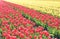 Yellow and red tulips in a field. These flowers were shot in Holland the Netherlands