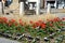 Yellow and red tulips flowers in a curved flowerbed in a square in the street cobblestone gray and brick detail a combination of b