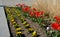 Yellow and red tulips flowers in a curved flowerbed in a square in the street cobblestone gray and brick detail a combination of b