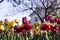 Yellow and red tulips with fringe on the background of trees and houses, spring flowers bloom in spring in the garden