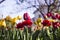 Yellow and red tulips with fringe on the background of trees and houses, spring flowers bloom in spring in the garden