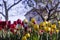 Yellow and red tulips with fringe on the background of trees and houses, spring flowers bloom in spring in the garden