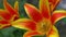 Yellow red tulips of an unusual rare variety. Open flower buds. Spring flower background. Petal flora nature. Blooming