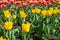 Yellow and red tulips on varietal flower plantations, Dutch tulips outdoor. Tulip flower blossom spring, natural background