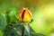 Yellow-red unopened rose bud on a beautiful green and yellow blurred background