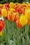 Yellow red varietal group tulips, background wallpaper vertical photo, close-up. Beautiful large flowers strict tulips