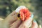 Yellow red and white flower in female hand with manicure. Blue nail color