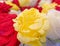 Yellow, red and white roses close up, soft and airy
