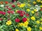 Yellow-Red Zinnia Angustifolia, the narrow-leaf zinnia blooming in the garden.