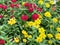 Yellow-Red Zinnia Angustifolia, the narrow-leaf zinnia blooming in the garden.