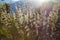 Yellow reed during beautiful sunset in Sicilian natural park