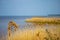 Yellow reed on Kyiv sea