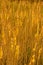 Yellow Reed Texture Background in Spring