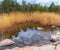 Yellow reeds by the pond. Scandinavian landscape.