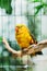 Yellow Regent Parrot Or Rock Pebbler In Zoo. Birds Can Be Trained