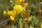 Yellow Restharrow