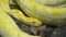 Yellow Reticulated python