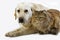 YELLOW RETRIEVER LABRADOR FEMALE WITH TORTOISESHELL PERSIAN DOMESTIC CAT