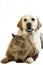 YELLOW RETRIEVER LABRADOR FEMALE WITH TORTOISESHELL PERSIAN DOMESTIC CAT