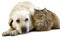 Yellow Retriever Labrador Female with Tortoiseshell Persian Domestic Female against White Background