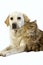 Yellow Retriever Labrador Female with Tortoiseshell Persian Domestic Female against White Background