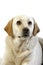 Yellow Retriever Labrador, Portrait of Female against White Background