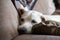 Yellow retriever resting on sofa