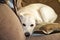 Yellow retriever resting on sofa