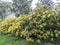 Yellow Rhododendron shrubs blooming in a park