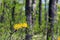 Yellow rhododendrons in spring forest blooming bushes colorful b