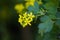 yellow Ribes aureum flower blooming