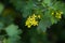 yellow Ribes aureum flower blooming