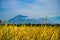 Yellow rice fields and beautiful Merapi mountain.