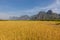 Yellow rice paddies with limestone.