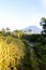 yellow rice paddy field with mountain background