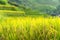 Yellow rice paddy in field ready for harvest.