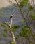 Yellow-ridged toucan on a bare tree branch, Chapada dos Guimaraes, Mato Grosso, Brazil