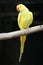 Yellow Ring-neck Parrot