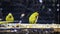 Yellow Ring Neck Parrots eating sugarcane