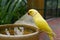 Yellow Ringneck Parakeet
