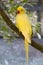 Yellow Ringneck Parakeet on Vita Levu, Fiji