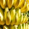 Yellow ripe banana bananas fruits tree