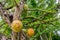 Yellow ripe Calabash Tree in the park, Crescentia cujete