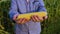 A yellow ripe cob of corn with large grains lies in the hands of a field worker.