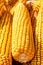 Yellow ripe corn collected