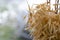 Yellow ripe ears of oats stand in a bouquet against the backdrop of a garden